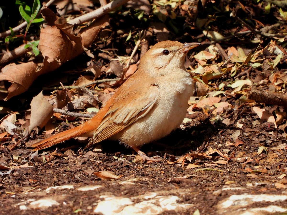 Rufous-tailed Scrub-Robin - ML618475434