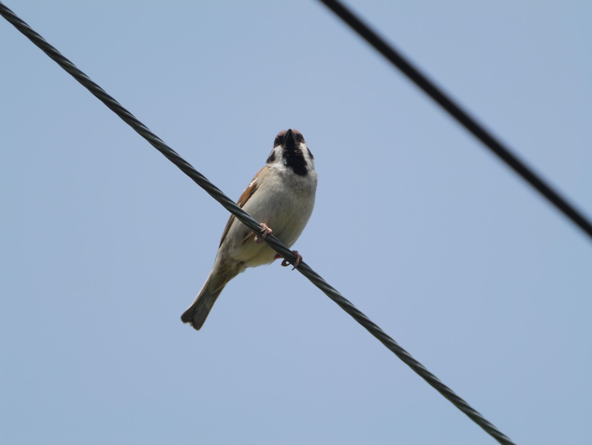 Eurasian Tree Sparrow - ML618475443