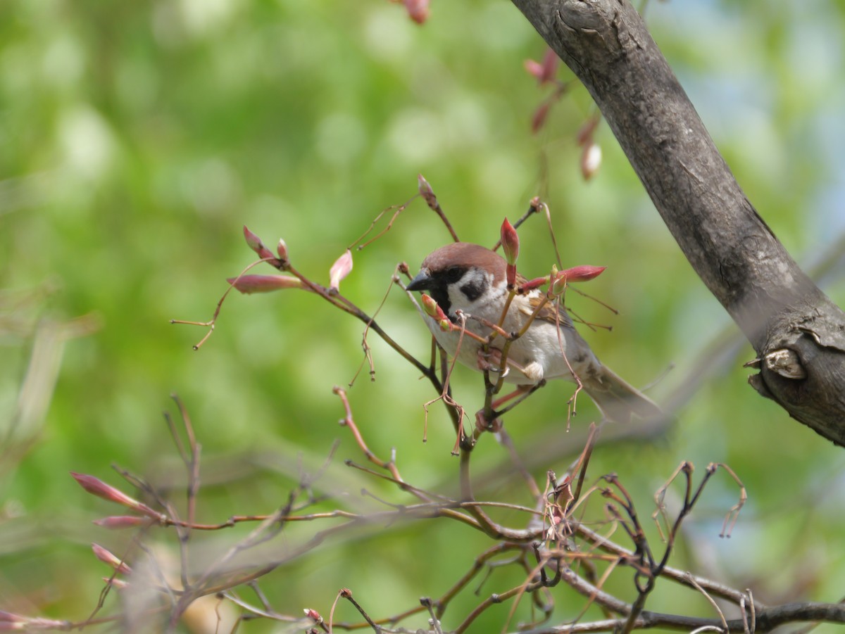 Eurasian Tree Sparrow - ML618475444