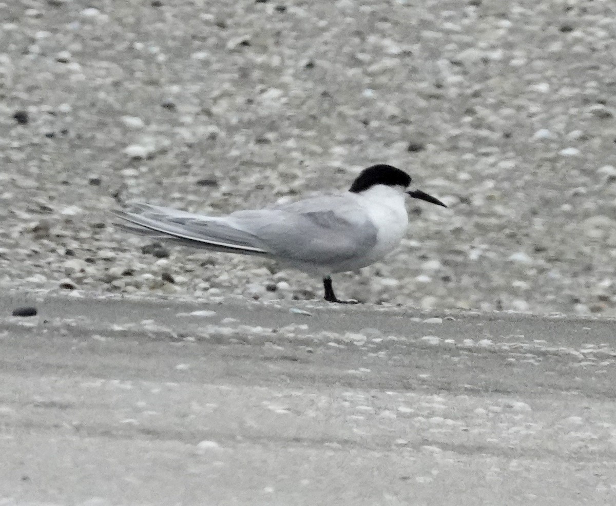 White-fronted Tern - ML618475452