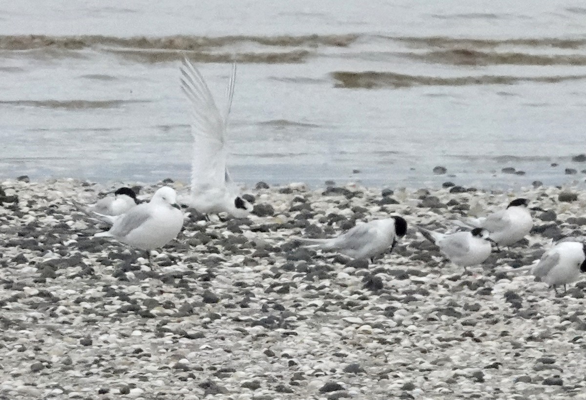 White-fronted Tern - ML618475453