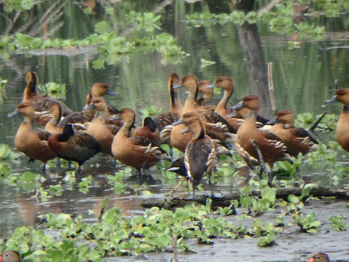 Fulvous Whistling-Duck - ML618475455