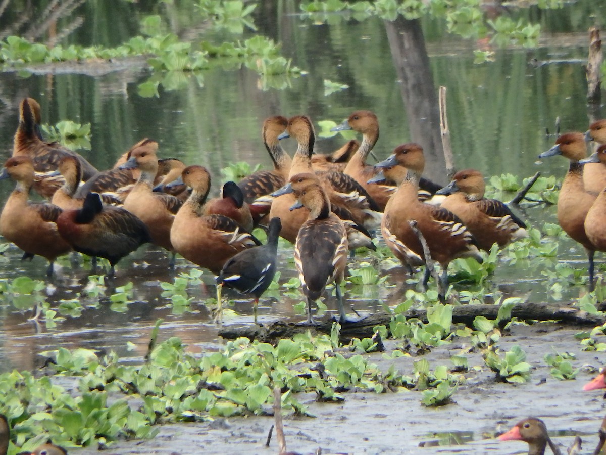 Fulvous Whistling-Duck - Edouard Paiva