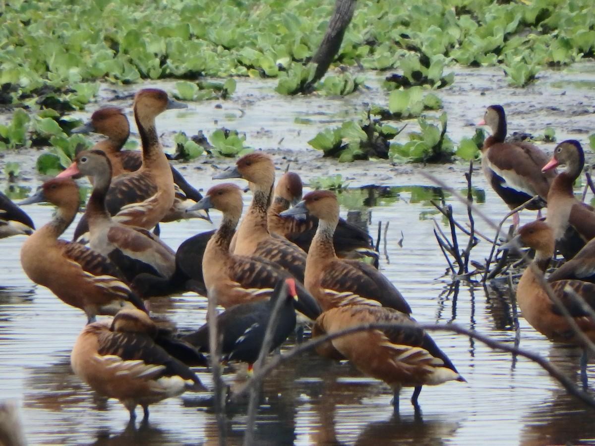 Fulvous Whistling-Duck - ML618475465