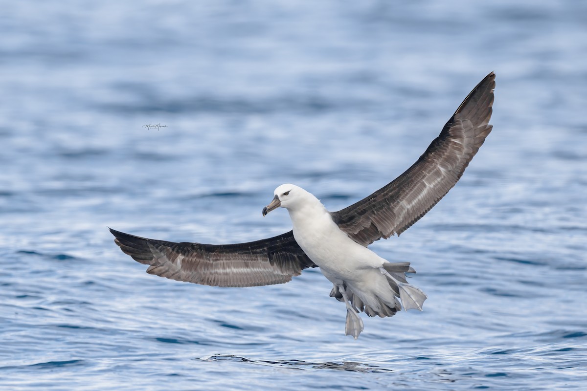 Albatros bekainduna (melanophris) - ML618475468