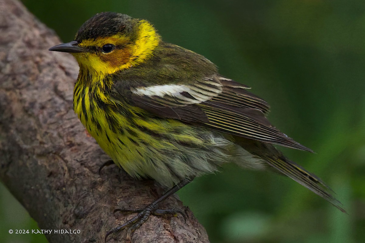 Cape May Warbler - ML618475471