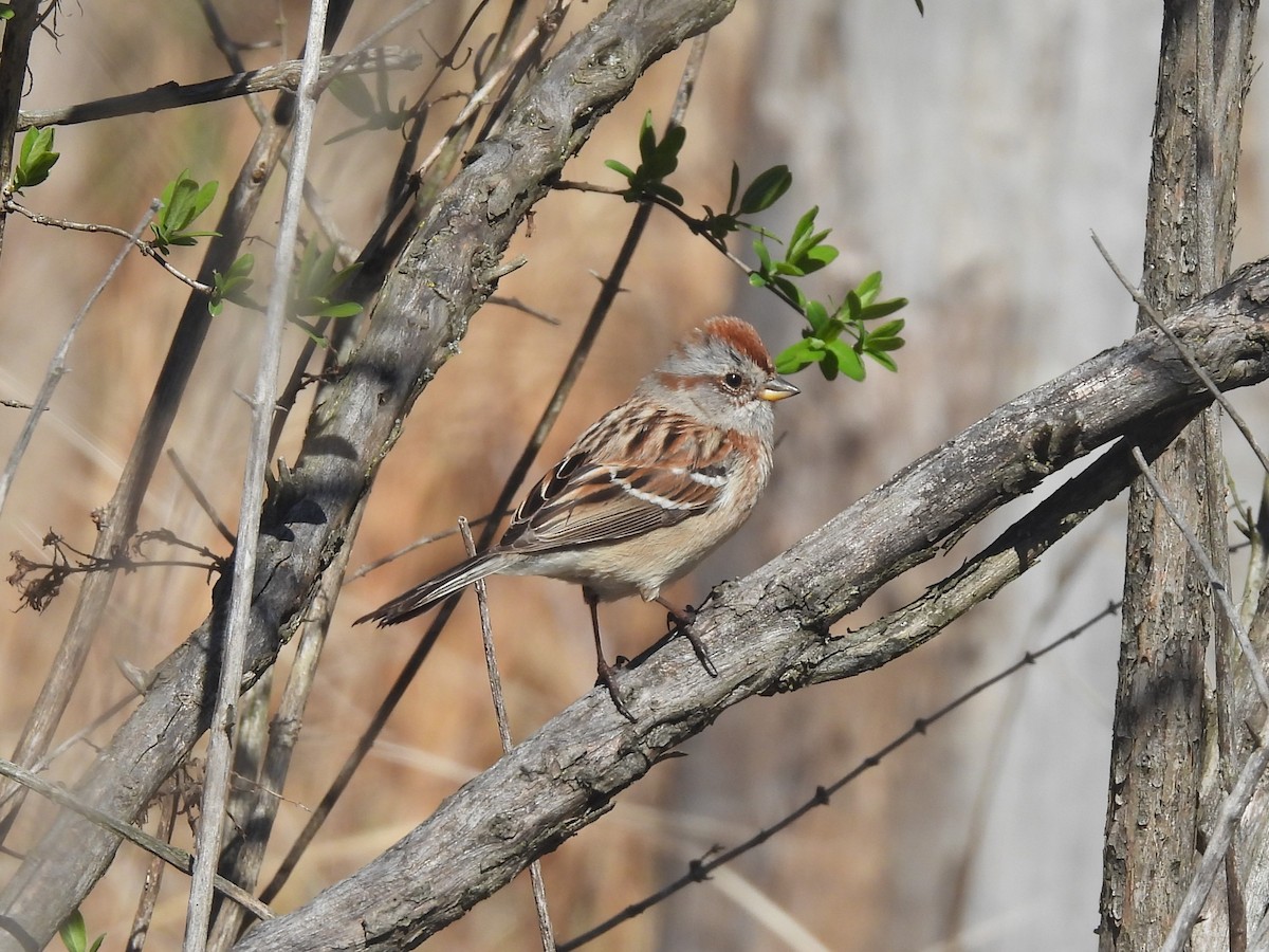American Tree Sparrow - ML618475541