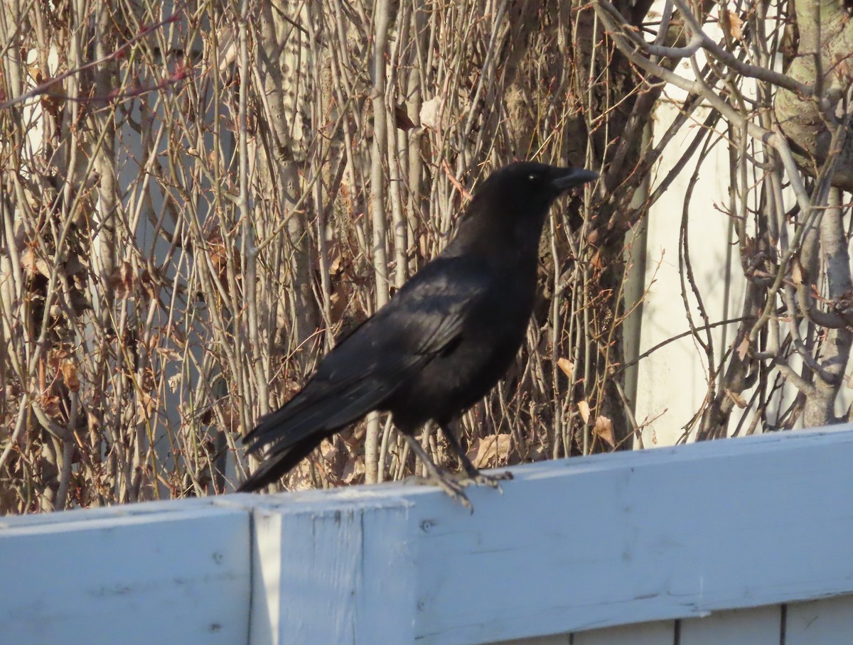 American Crow - ML618475552