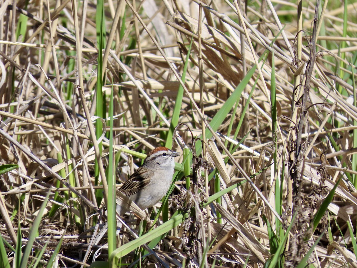 Chipping Sparrow - ML618475559