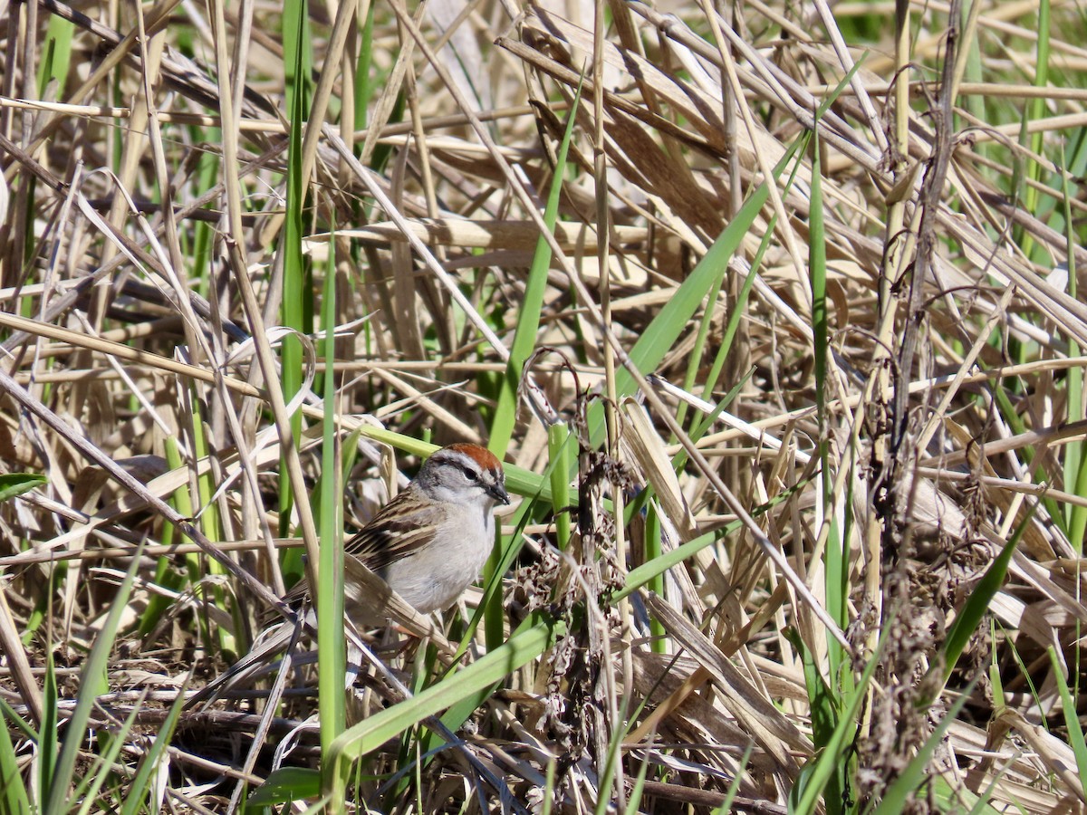 Chipping Sparrow - ML618475560