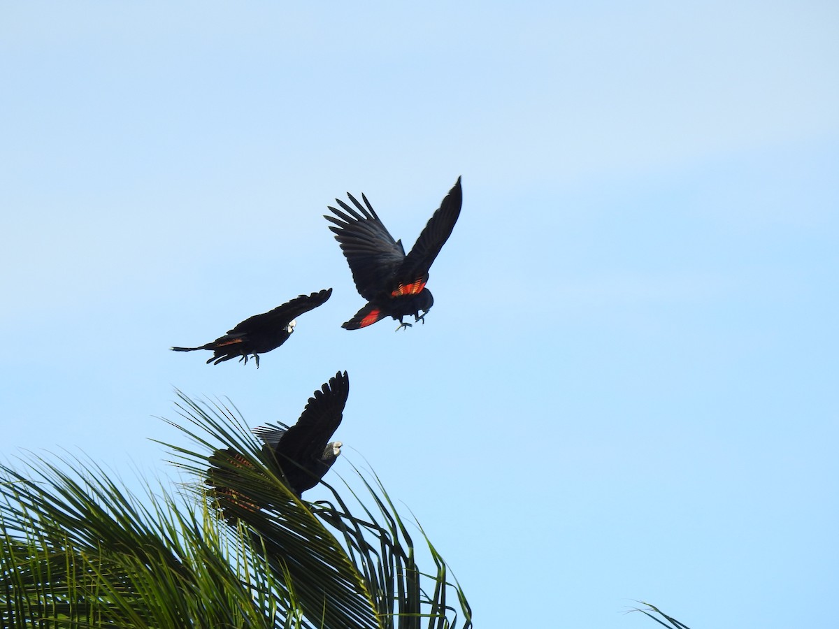 Red-tailed Black-Cockatoo - ML618475598