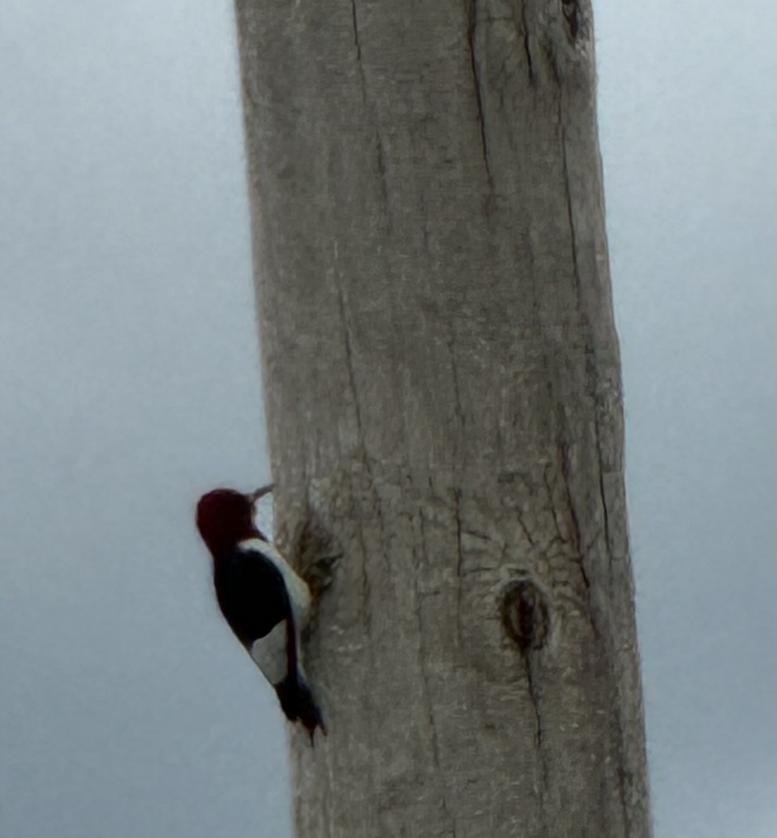 Red-headed Woodpecker - ML618475600