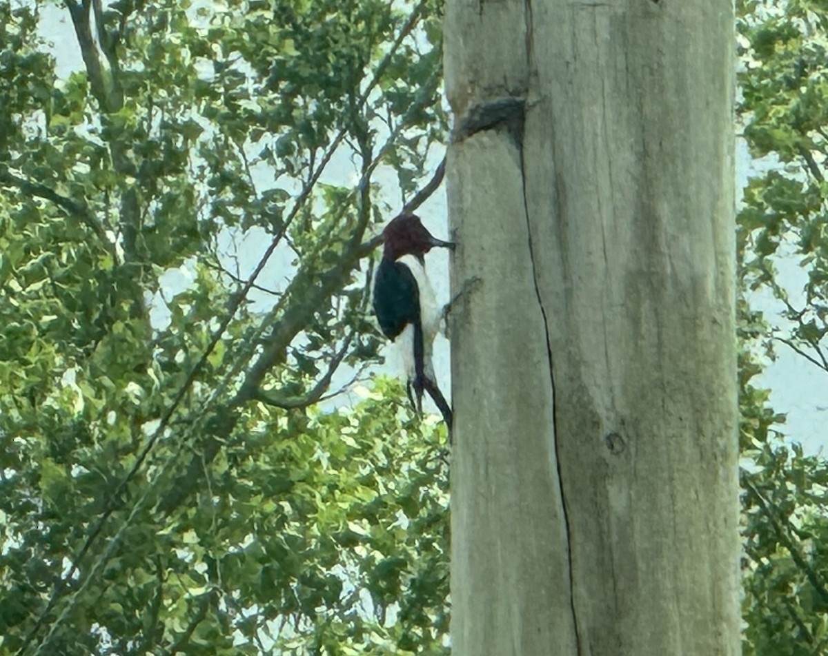 Red-headed Woodpecker - ML618475601