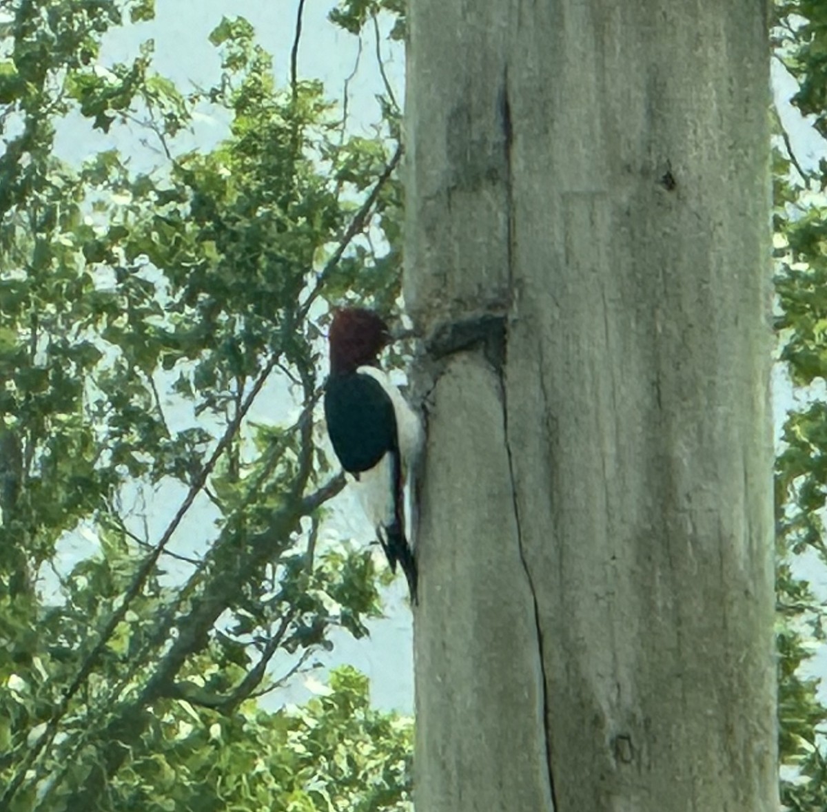 Red-headed Woodpecker - ML618475602