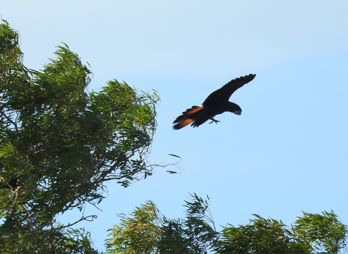 Red-tailed Black-Cockatoo - ML618475603