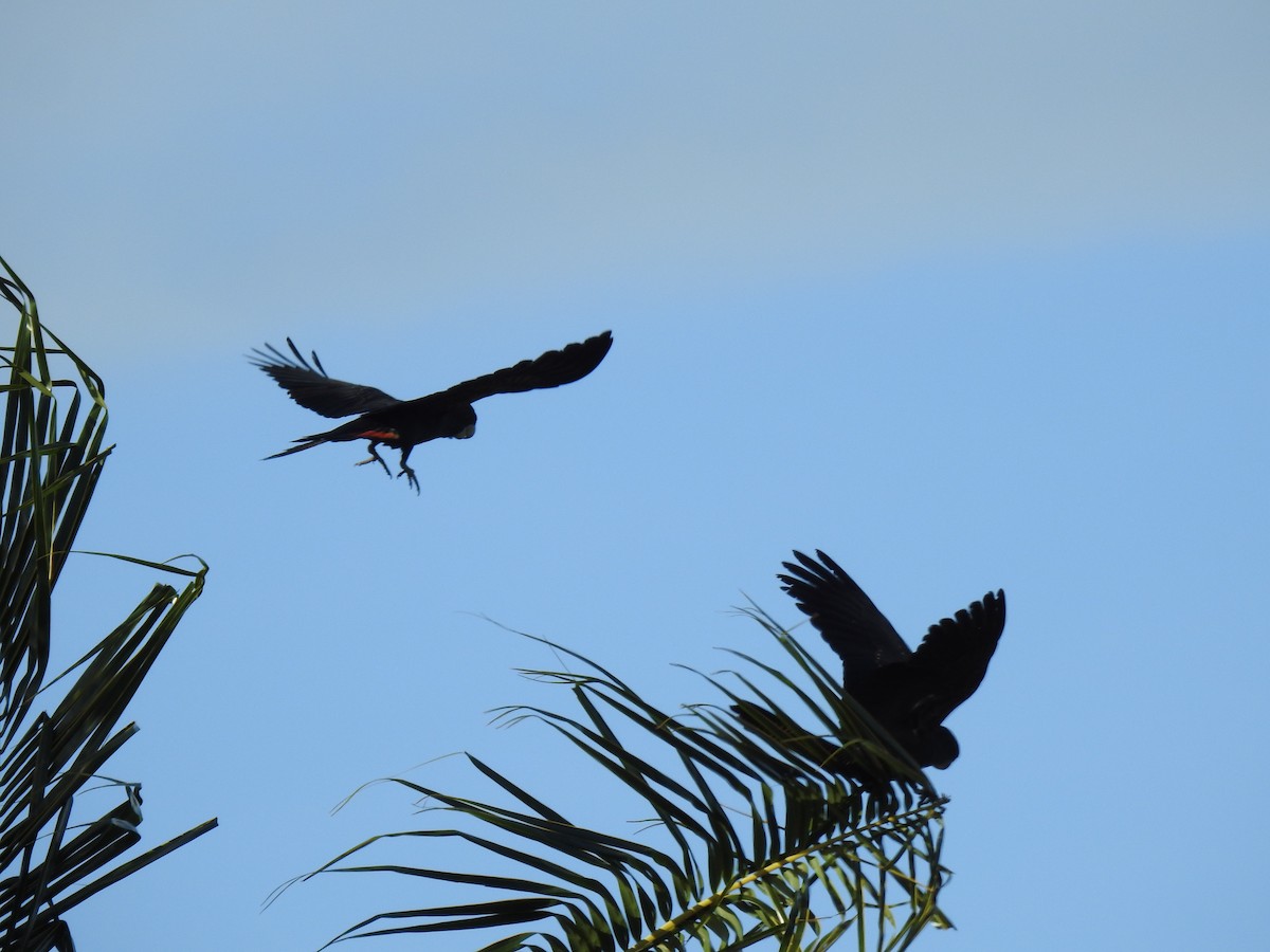 Red-tailed Black-Cockatoo - ML618475605