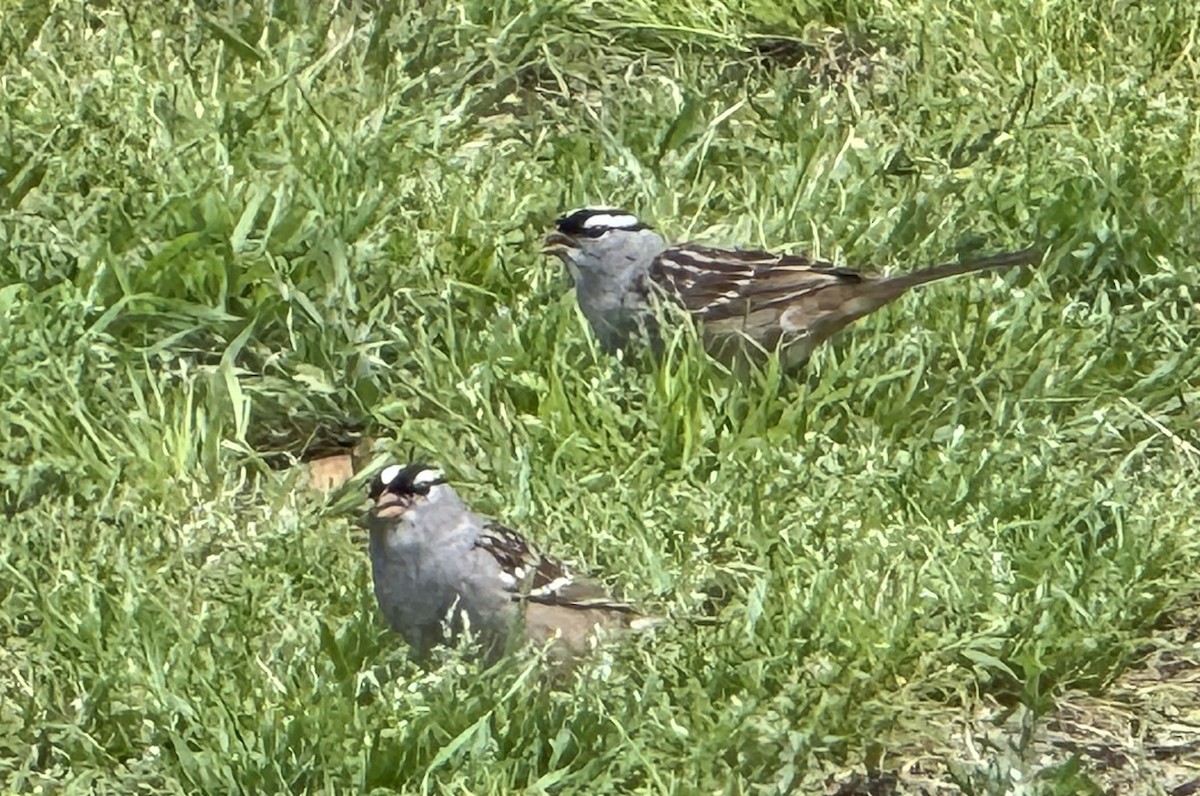 White-crowned Sparrow - ML618475630
