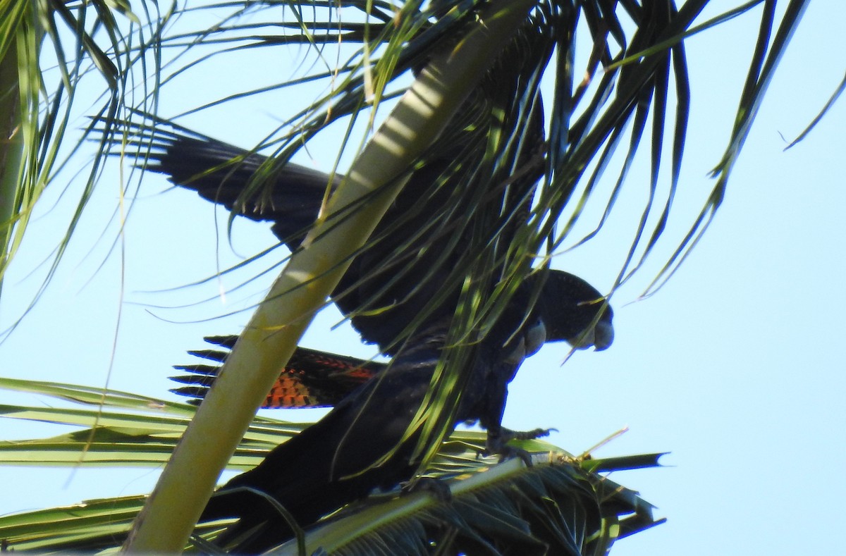 Red-tailed Black-Cockatoo - ML618475644