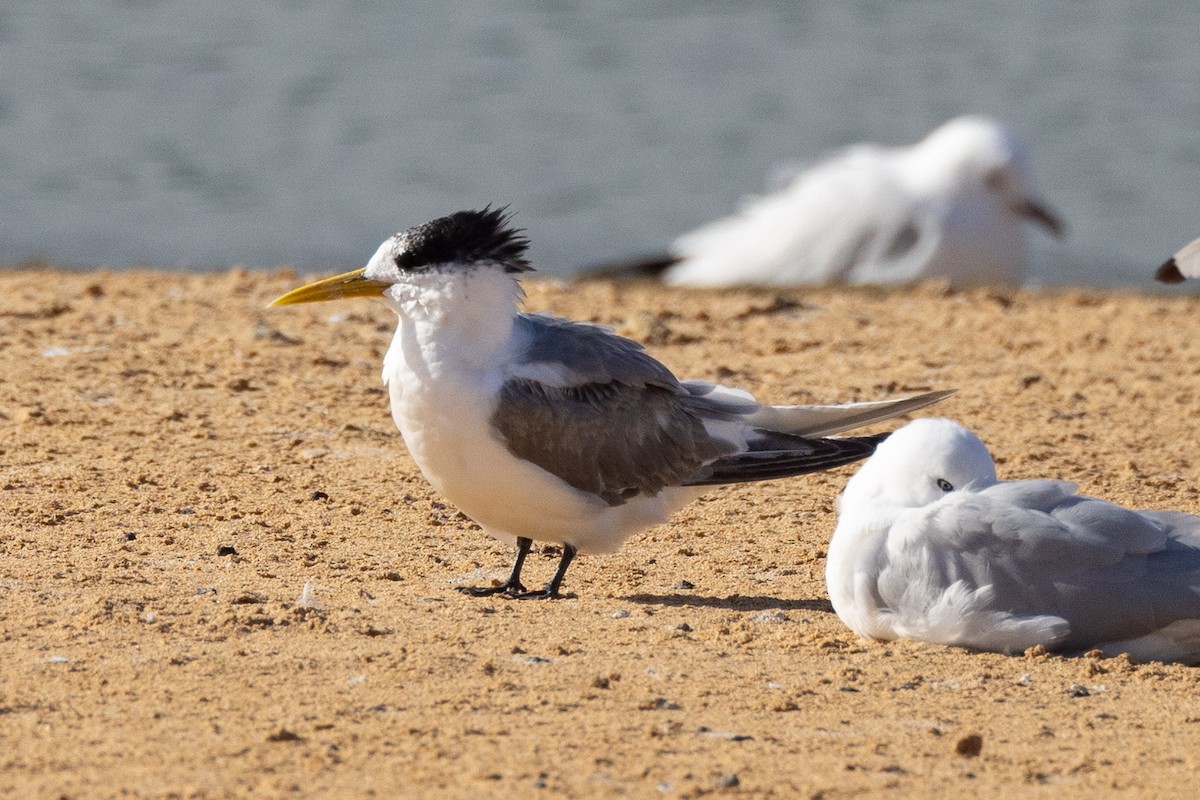 Great Crested Tern - ML618475683