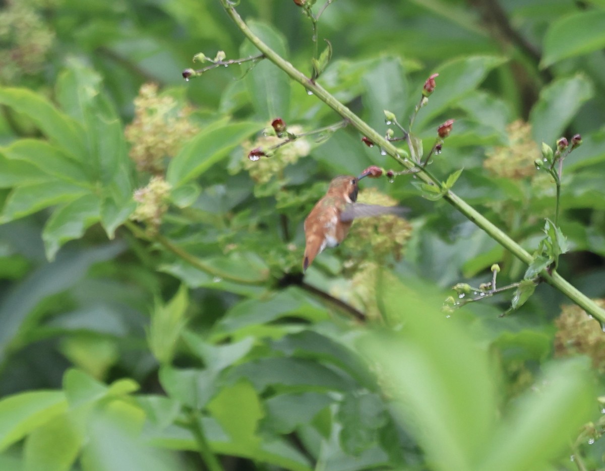 Rufous Hummingbird - ML618475728