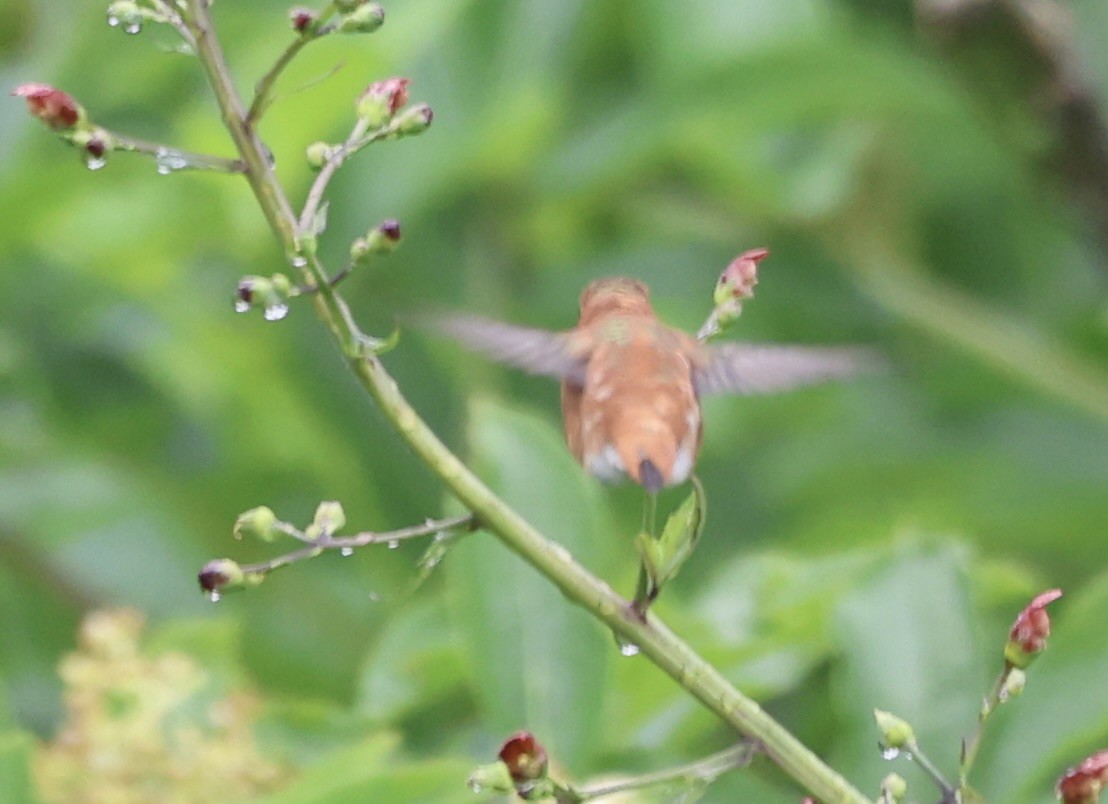 Rufous Hummingbird - Keith Maley