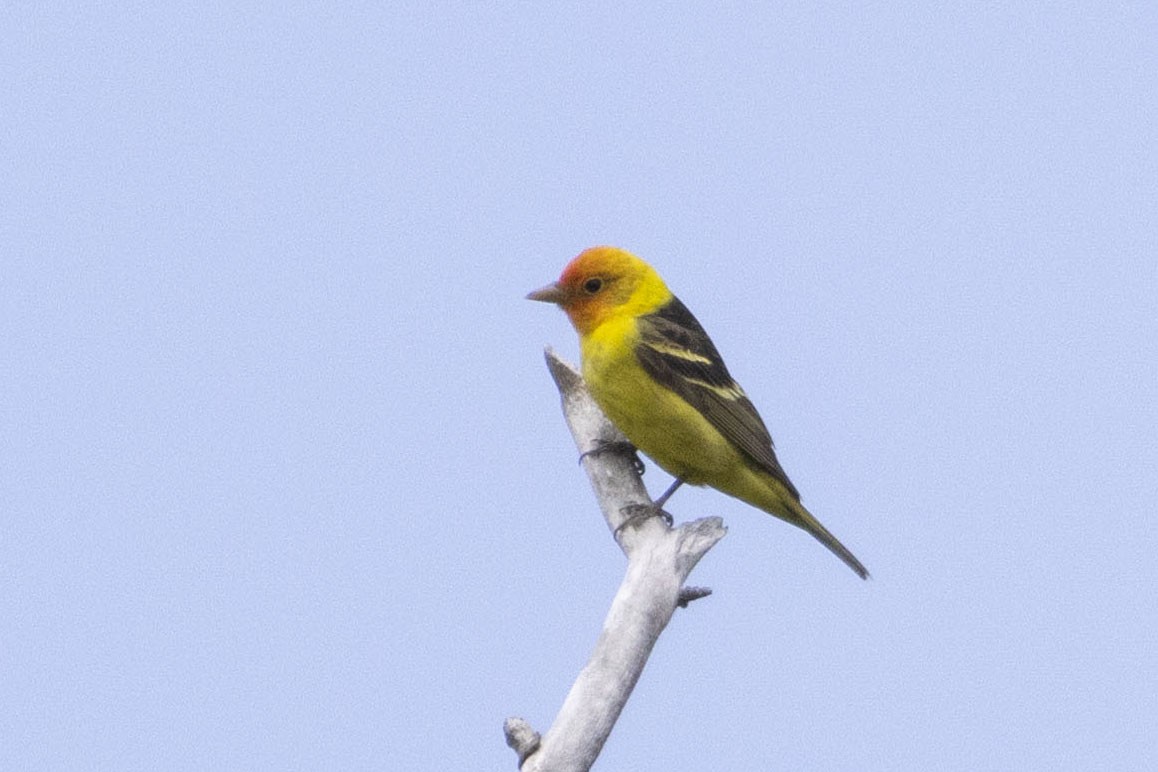 Western Tanager - ML618475760