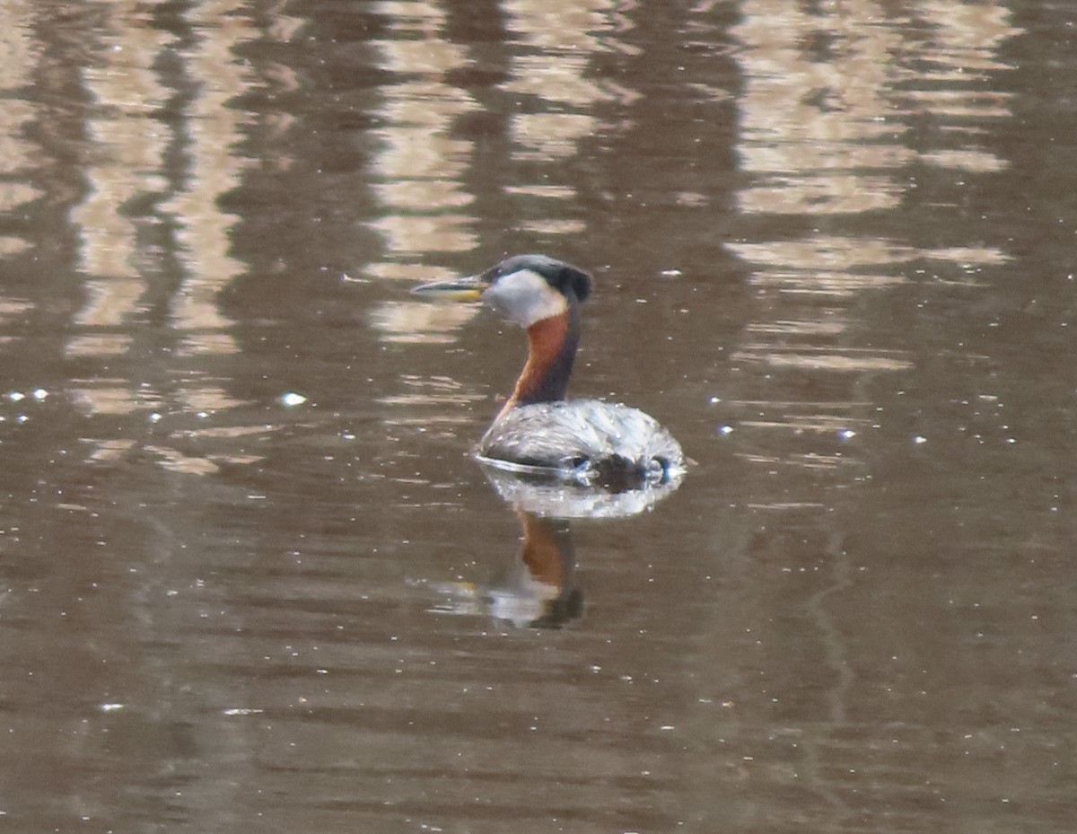 Red-necked Grebe - ML618475762
