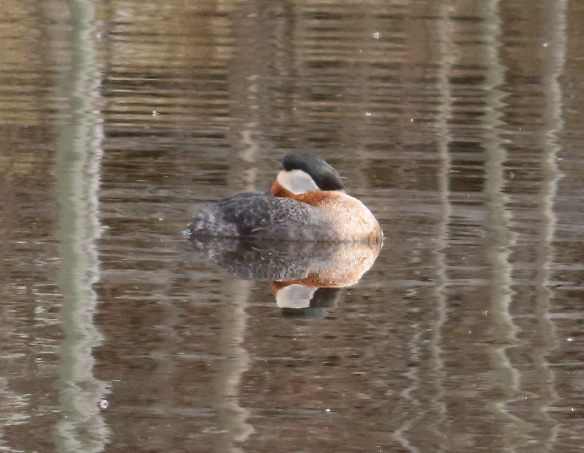 Red-necked Grebe - ML618475763
