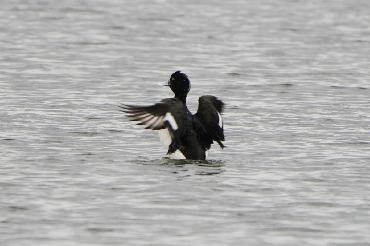 Tufted Duck - ML618475798