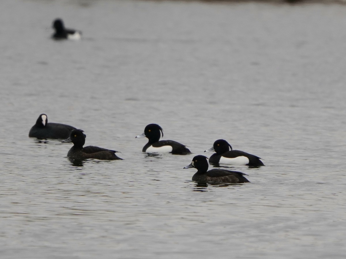 Tufted Duck - ML618475799