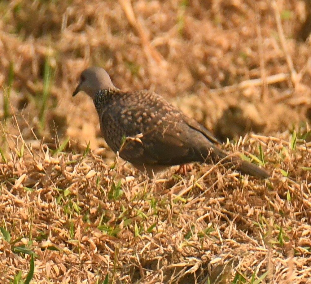 Spotted Dove - ML618475801