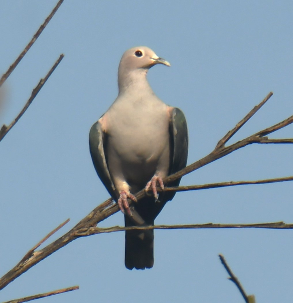 Green Imperial-Pigeon - ML618475804