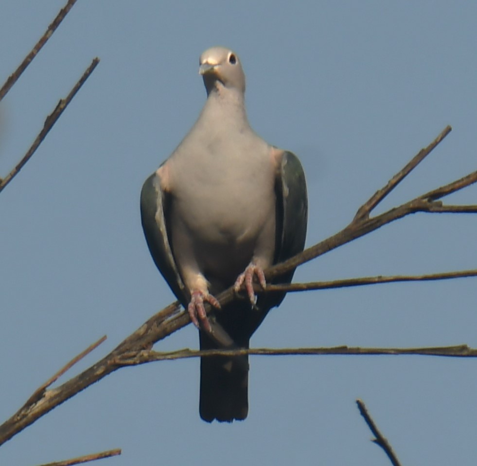 Green Imperial-Pigeon - ML618475806