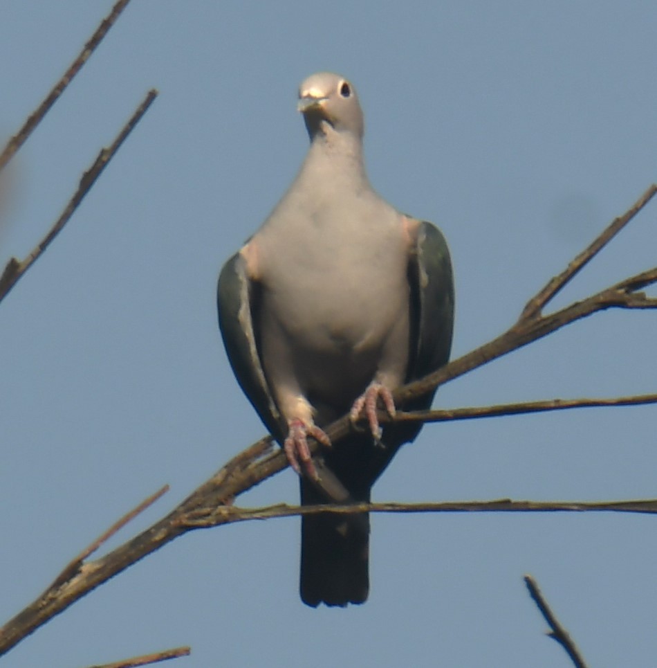 Green Imperial-Pigeon - ML618475807