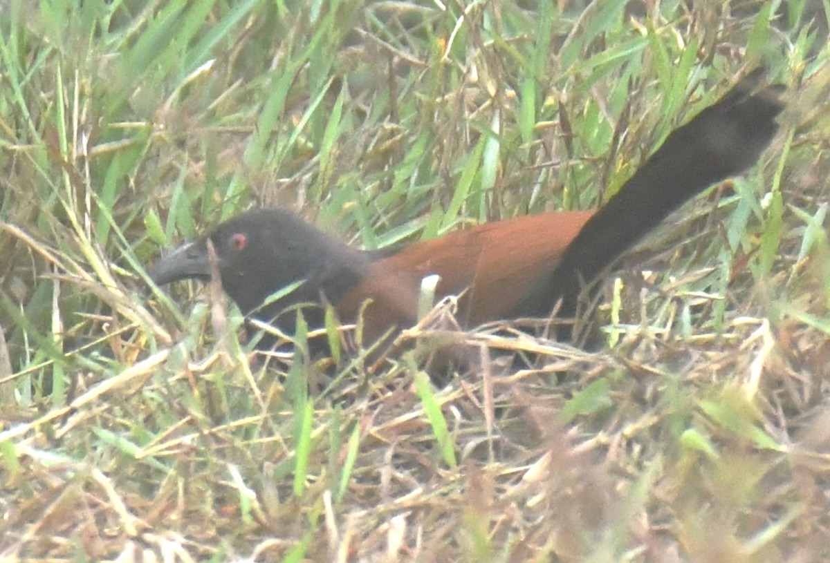 Greater Coucal - ML618475814