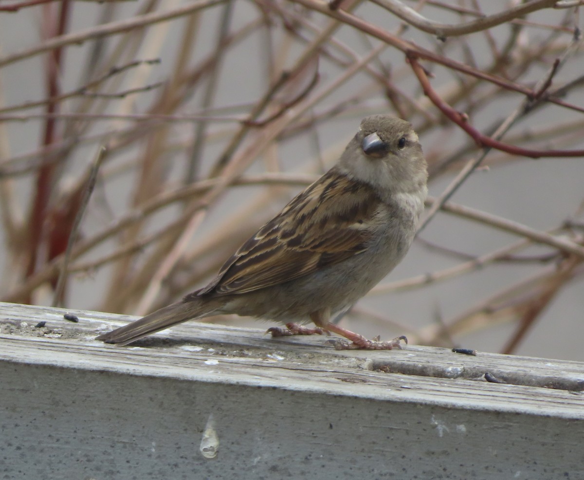 House Sparrow - ML618475815