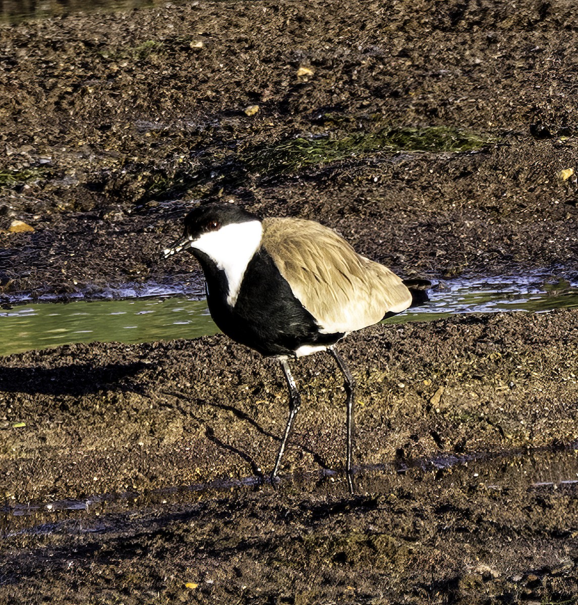 Spur-winged Lapwing - ML618475835
