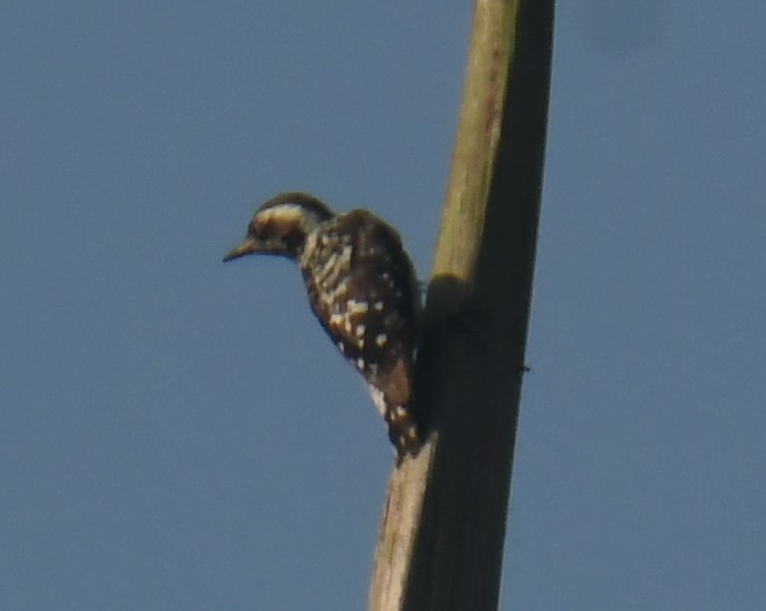 Brown-capped Pygmy Woodpecker - ML618475836