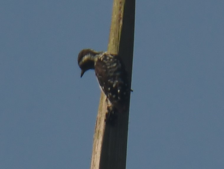 Brown-capped Pygmy Woodpecker - ML618475839