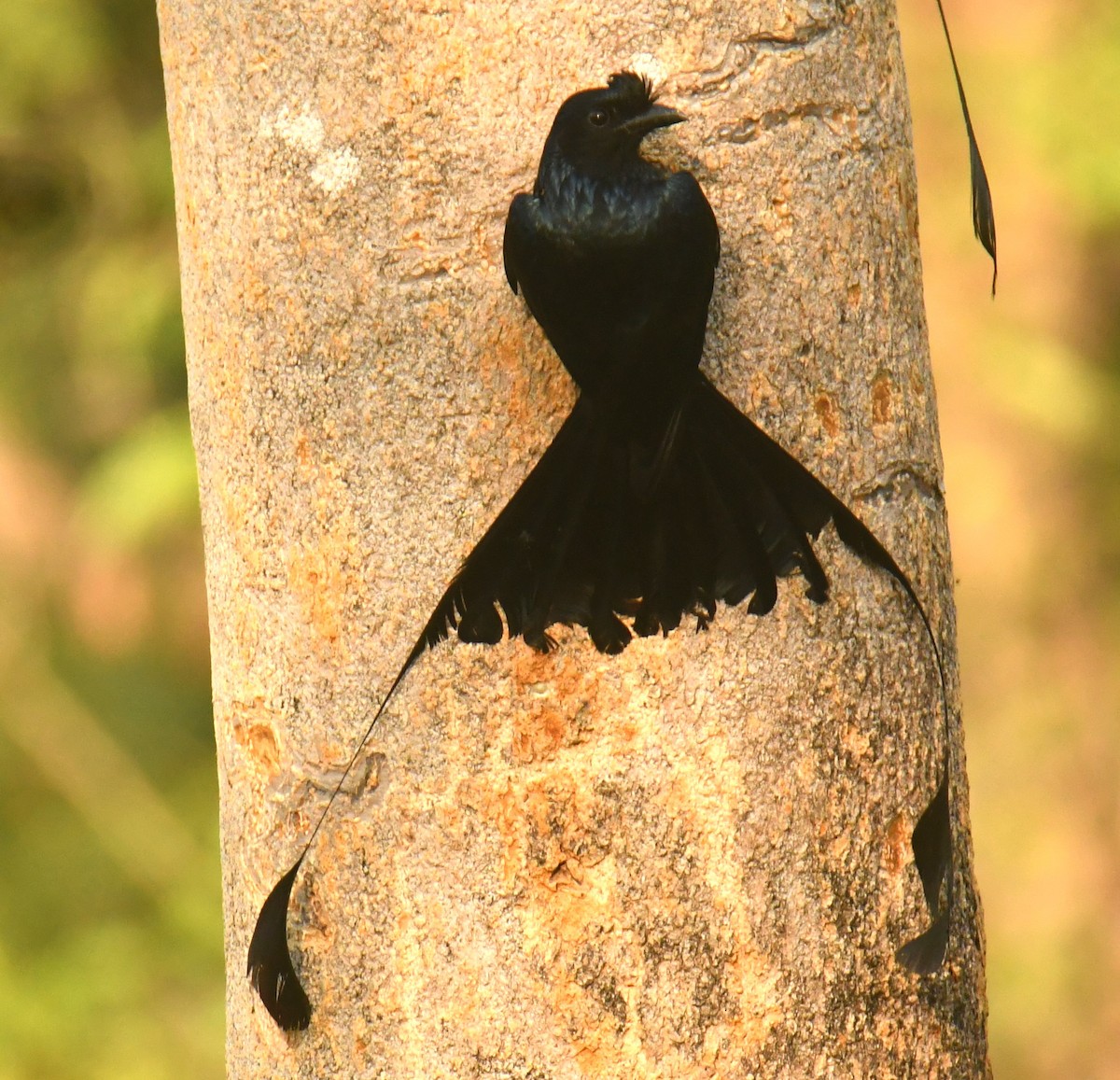 Greater Racket-tailed Drongo - ML618475844
