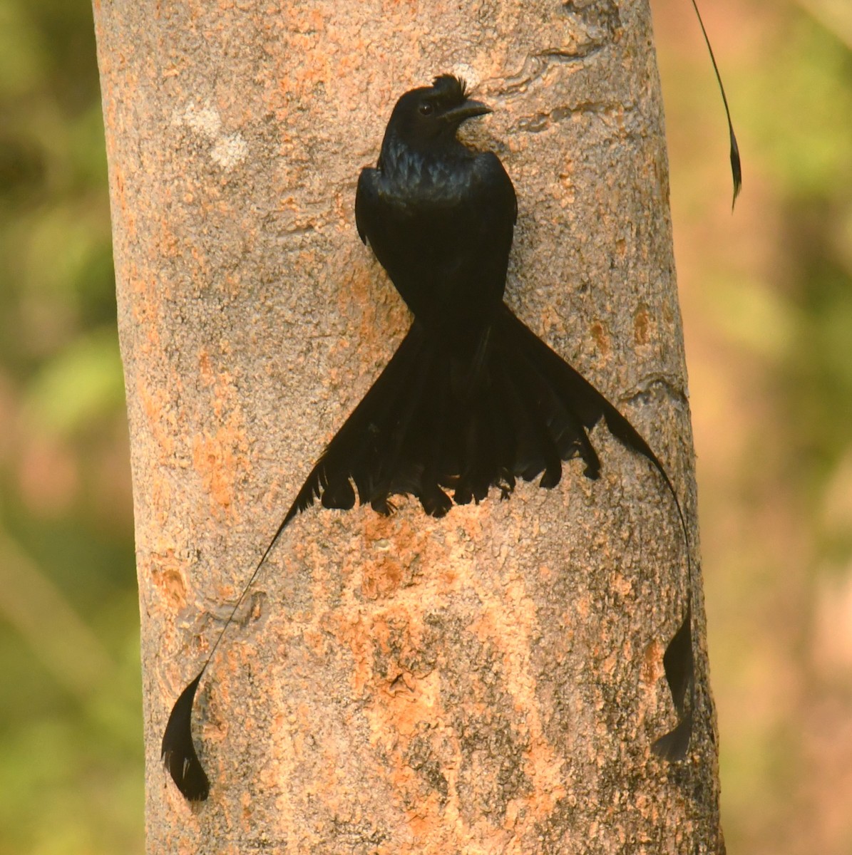 Greater Racket-tailed Drongo - ML618475846