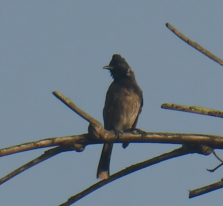 Red-vented Bulbul - ML618475855