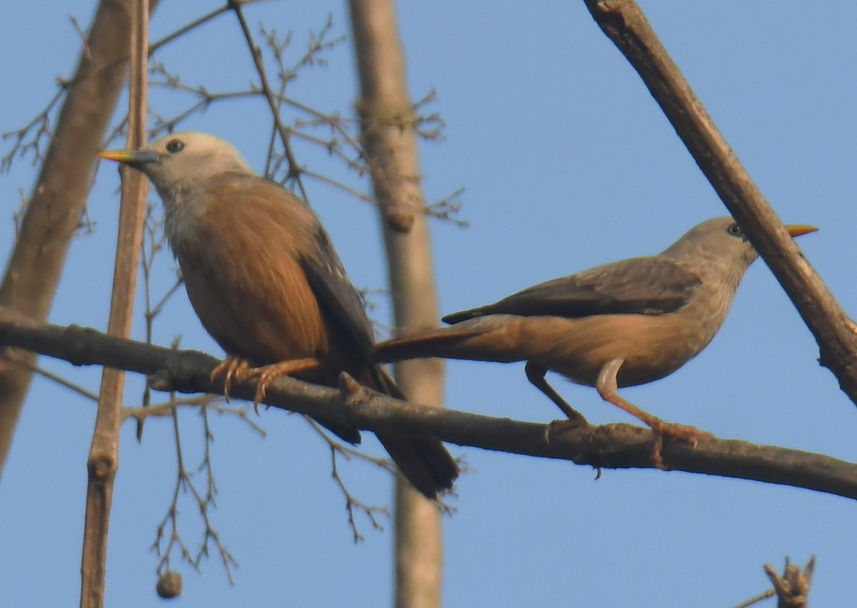 Chestnut-tailed/Malabar Starling - ML618475859