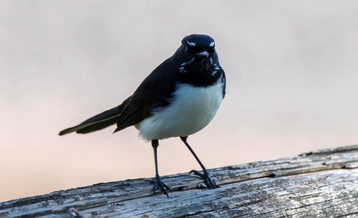 Willie-wagtail - ML618475861
