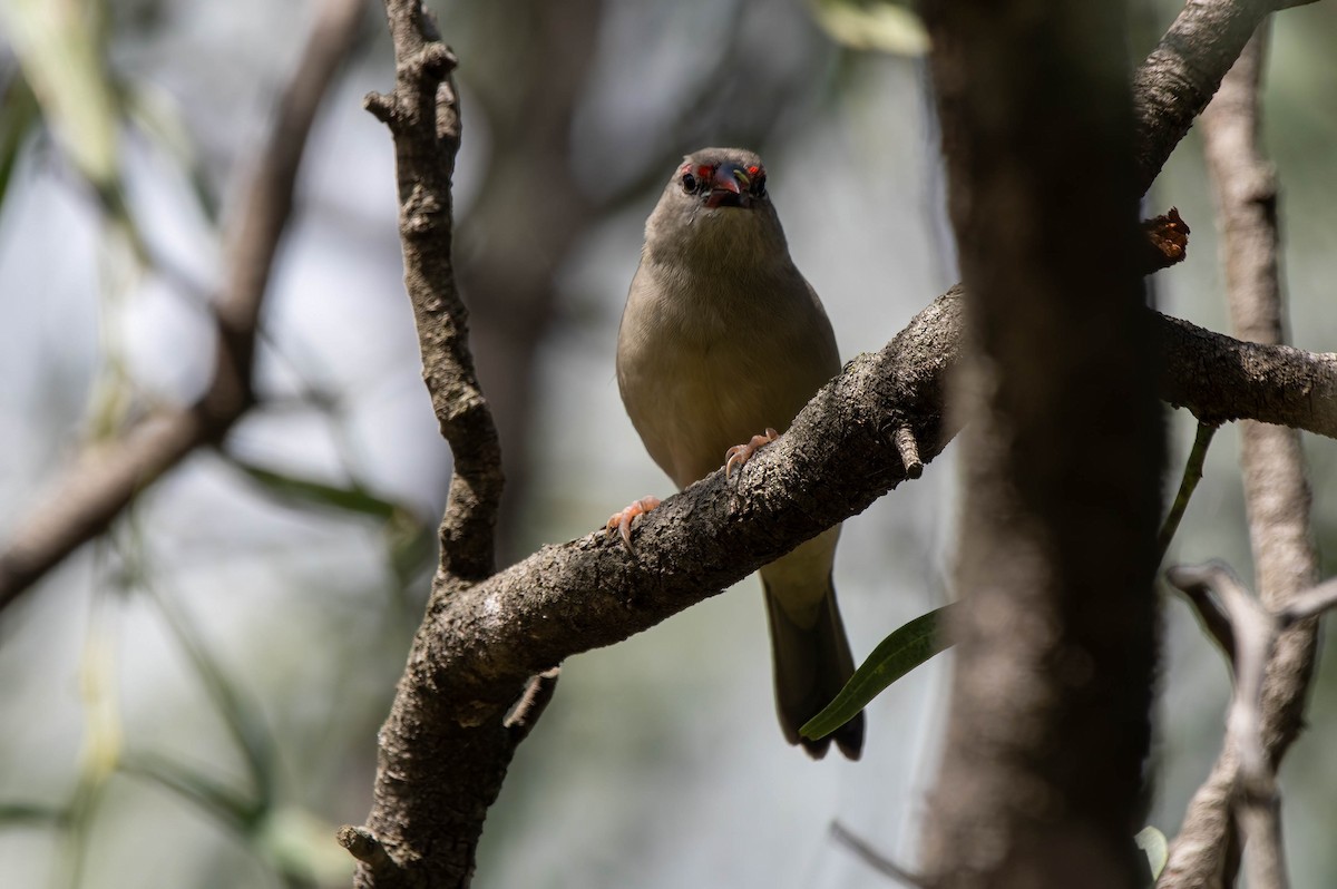 Red-browed Firetail - ML618475879