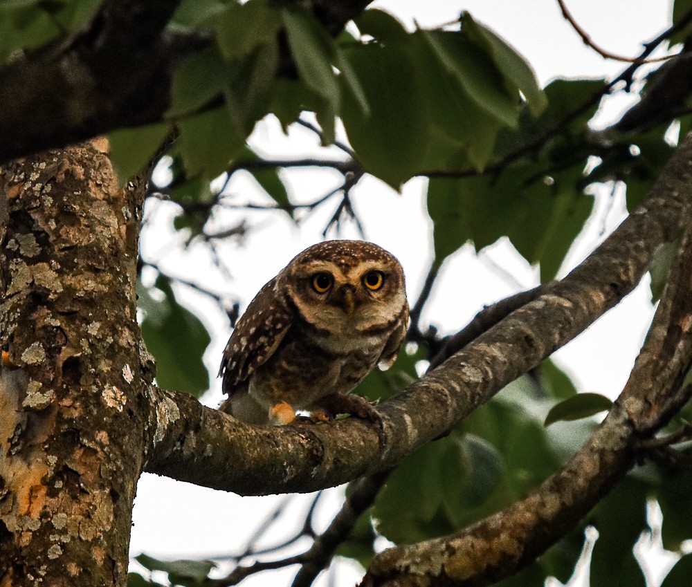 Spotted Owlet - Binit Bhusal
