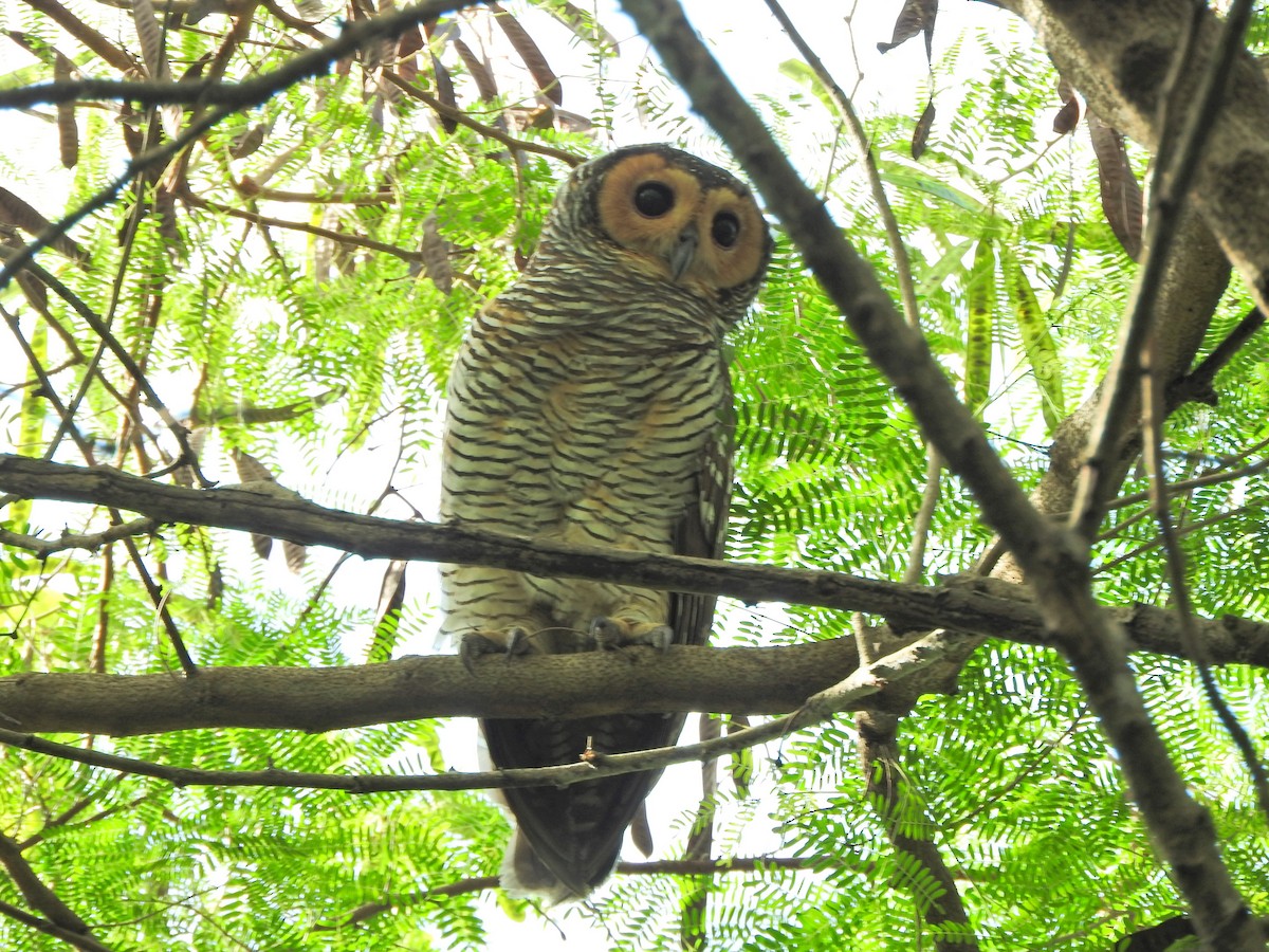 Spotted Wood-Owl - ML618475930