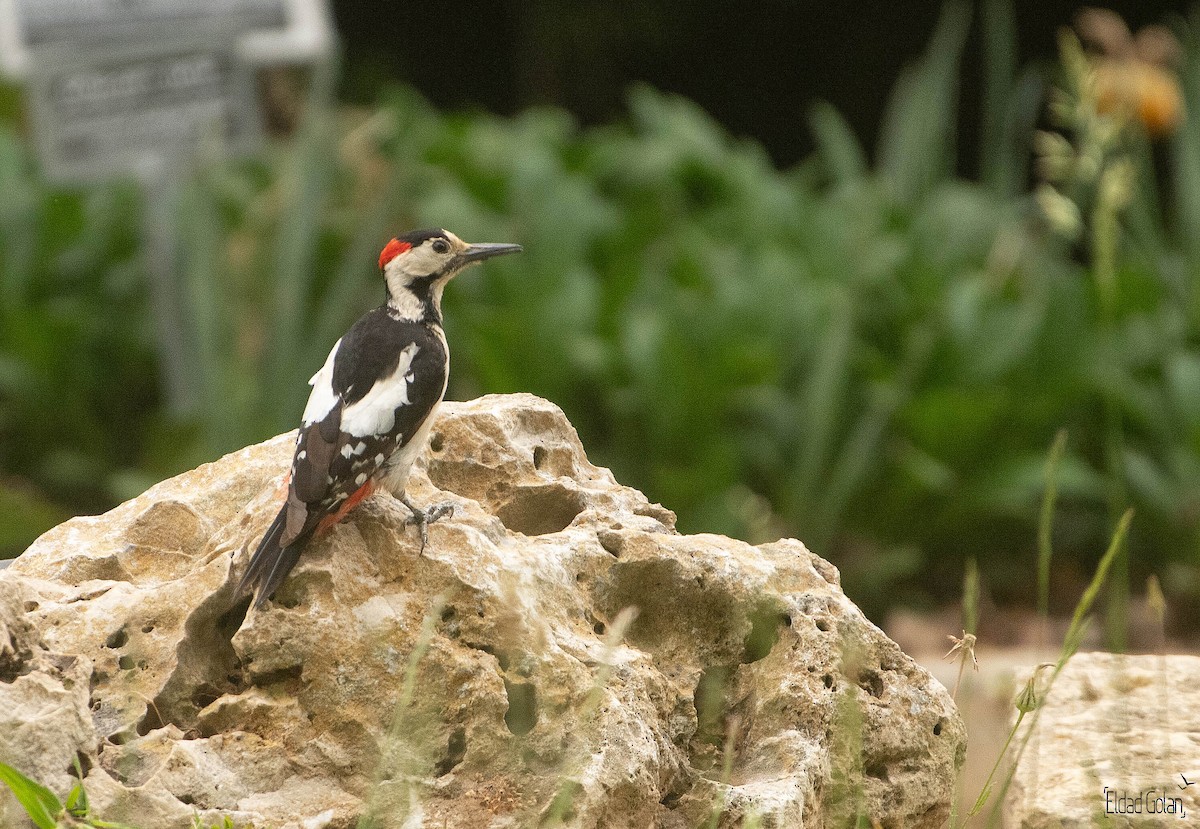 Syrian Woodpecker - ML618475939