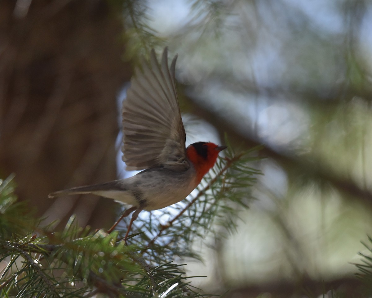 Red-faced Warbler - ML618475947