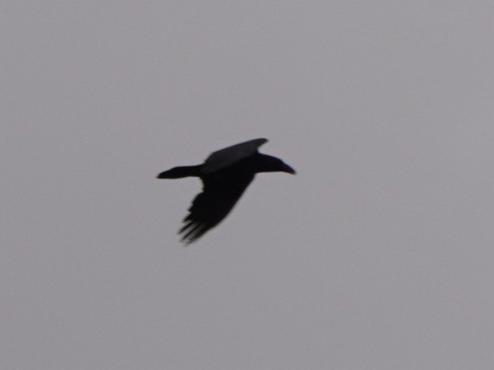 Common Raven - ML618475952